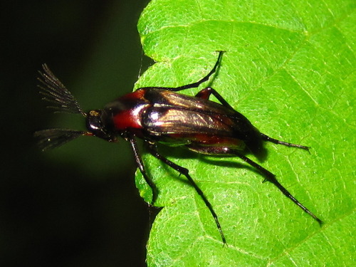 Macrosiagon bifasciata · iNaturalist