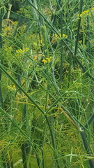 Foeniculum