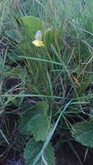 Hermannia transvaalensis