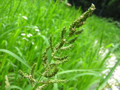 Beckmannia syzigachne