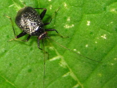 Ectmetopterus micantulus