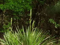 Yucca louisianensis