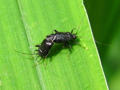 Ectmetopterus micantulus