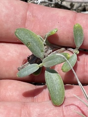 Palafoxia linearis