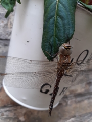 Odonata