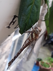 Odonata