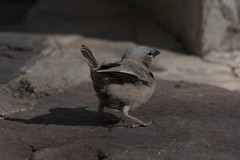 Pseudonigrita arnaudi