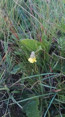 Hermannia transvaalensis