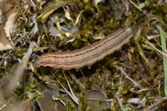 Mythimna ferrago