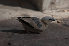 Pseudonigrita arnaudi