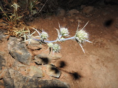 Eryngium dilatatum