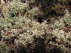 Ulex argenteus argenteus