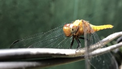 Orthetrum pruinosum