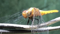 Orthetrum pruinosum
