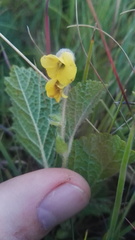 Hermannia transvaalensis