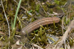Mythimna ferrago