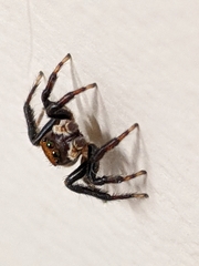 Maratus griseus