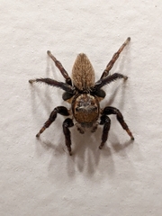 Maratus griseus