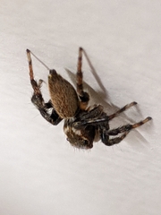 Maratus griseus