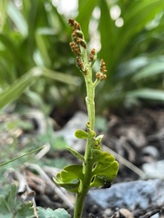 Botrychium simplex