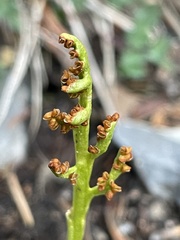 Botrychium simplex