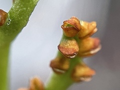 Botrychium simplex