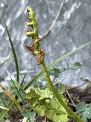 Botrychium simplex