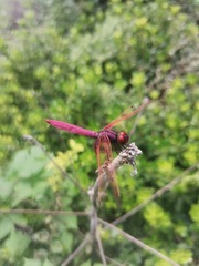 Trithemis aurora