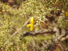 Ulex argenteus subsericeus