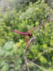 Trithemis aurora