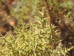 Ulex argenteus subsericeus