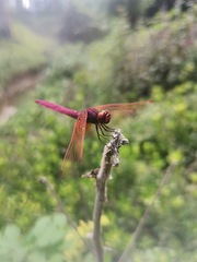Trithemis aurora