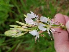 Oenothera suffulta