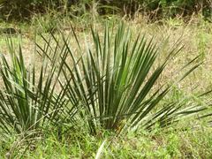 Yucca louisianensis