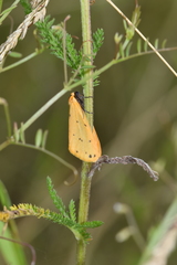 Setina irrorella