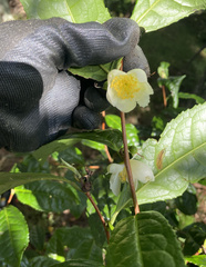 Camellia sinensis assamica
