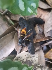 Vespa velutina