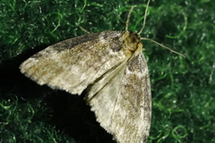 Tetheella fluctuosa