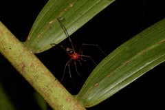 Dimidamus dimidiatus