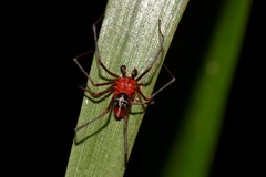 Dimidamus dimidiatus