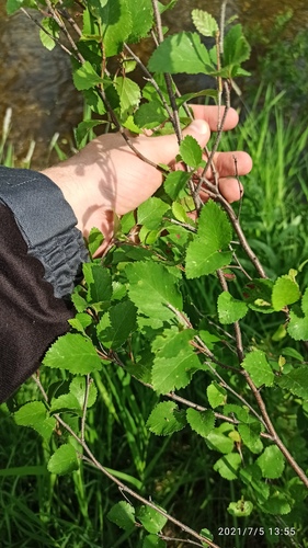 Betula ovalifolia iNat (3)