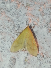 Mecyna flavalis