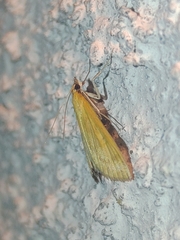 Mecyna flavalis