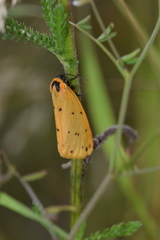 Setina irrorella