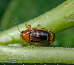 Cryptocephalus pusillus