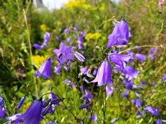Campanula baumgartenii