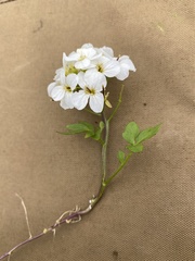 Cardamine microphylla
