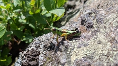 Miramella carinthiaca