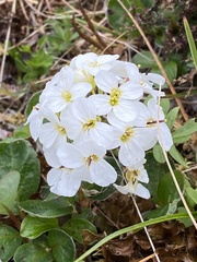 Cardamine microphylla