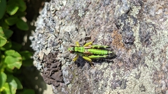 Miramella carinthiaca
